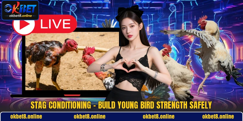 Stag Conditioning - Build Young Bird Strength Safely
